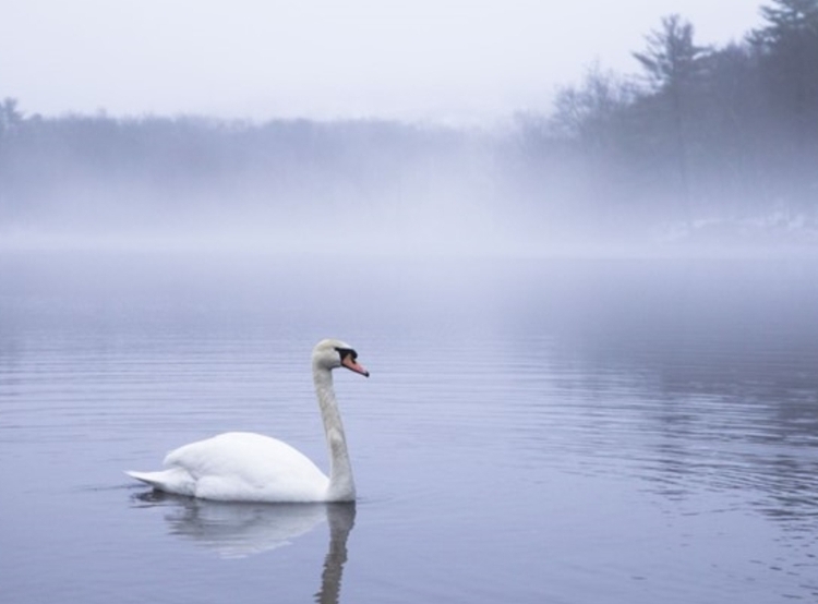 Swan on a Misty Lake